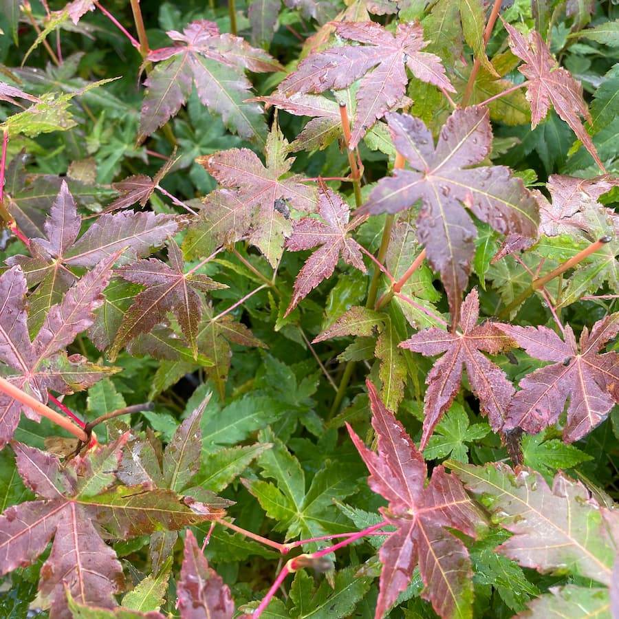 Bi Hoo Japanese Maple Tree Gift - Acer Tree Gift - Tree2mydoor