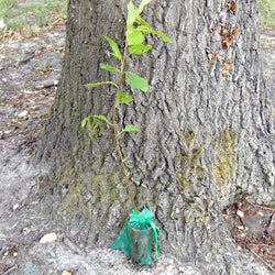 Bird Cherry Tree Gift - Native Tree Gift - Tree2mydoor