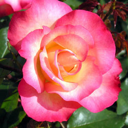 Birthday Girl Rose Bush Gift - Rose Bush Gift - Tree2mydoor