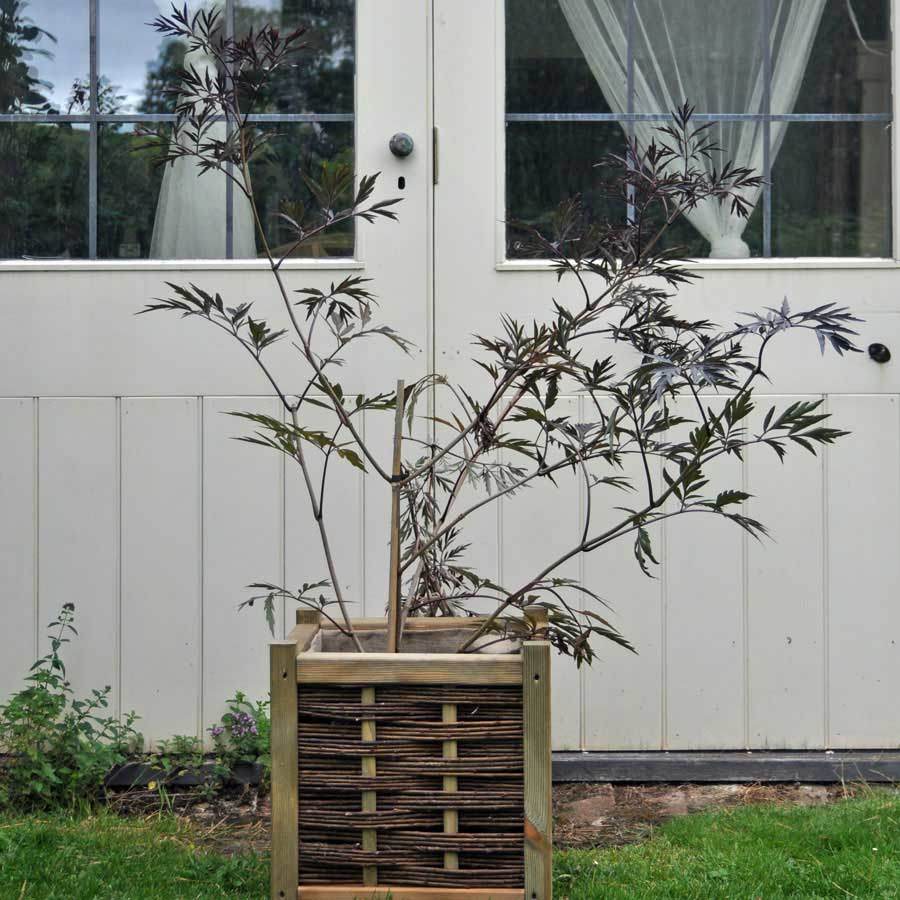 Lace Elder Tree