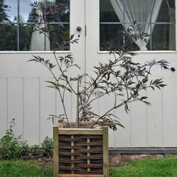 Black Lace Elder Tree - Gardeners Club - Tree2mydoor