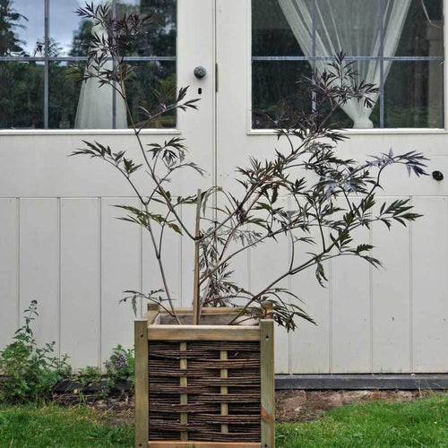 black lace plant in a pot Black Lace Elder Tree
