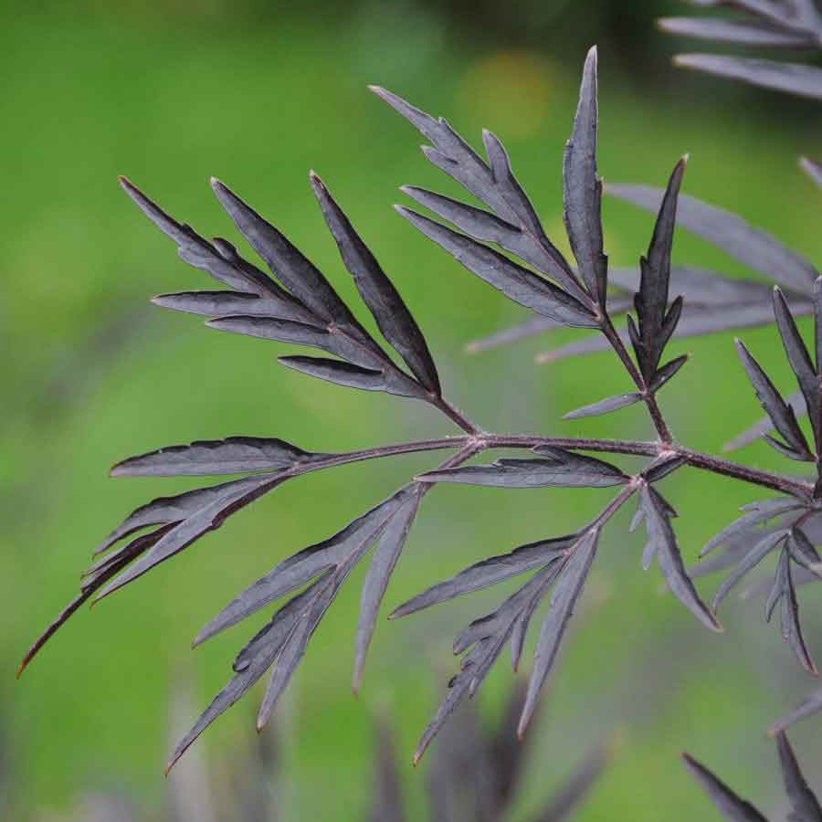Black Lace Elder Tree - Gardeners Club - Tree2mydoor
