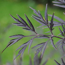 Black Lace Elder Tree - Gardeners Club - Tree2mydoor