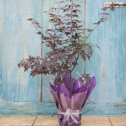 Black Lace Japanese Maple Tree Gift - Acer Tree Gift - Tree2mydoor