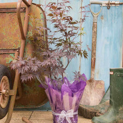 Black Lace Japanese Maple Tree Gift - Acer Tree Gift - Tree2mydoor