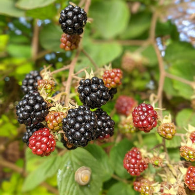 Blackberry Fruit Gift
