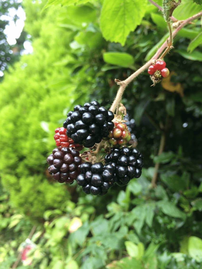 Blackberry Bush Gift - Fruit Tree Gift - Tree2mydoor
