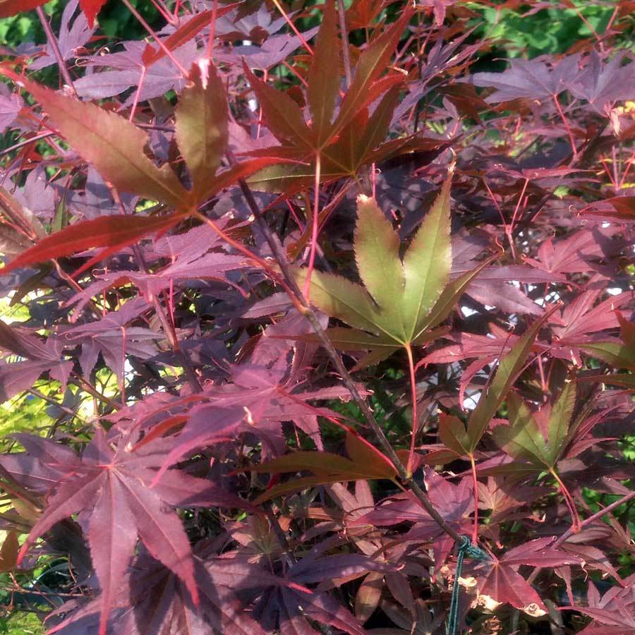 Bloodgood Japanese Maple Tree Gift - Acer Tree Gift - Tree2mydoor