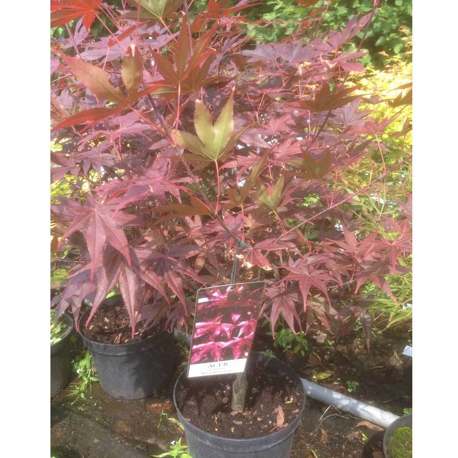 Bloodgood Japanese Maple Tree Gift - Acer Tree Gift - Tree2mydoor