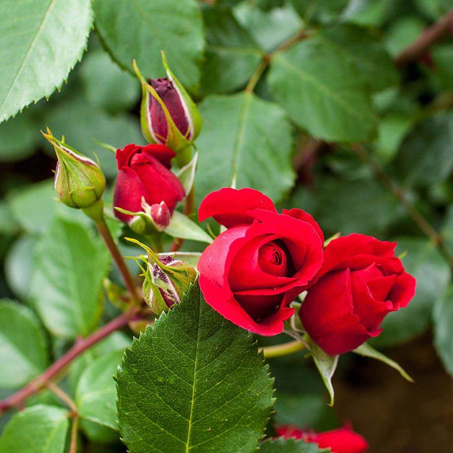 Blooming Marvellous Climbing Rose Gift - Rose Bush Gift - Tree2mydoor