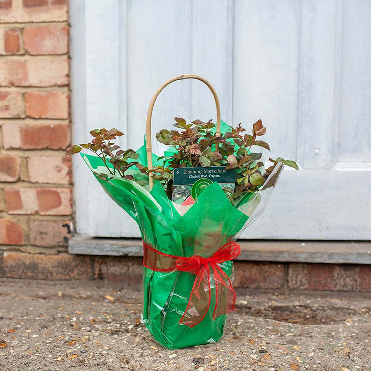 Gift Wrapped Blooming Marvellous Rose Bush