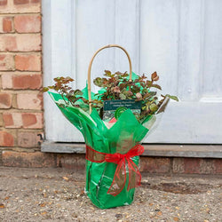 Blooming Marvellous Climbing Rose Gift - Rose Bush Gift - Tree2mydoor