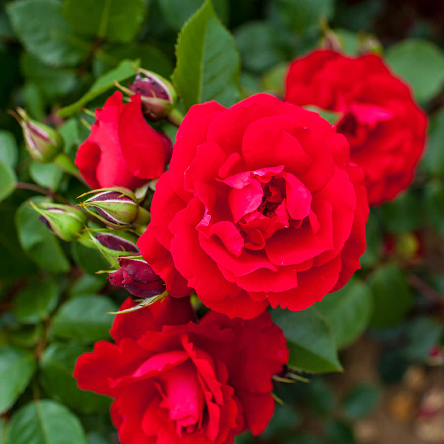 Blooming Marvelous Climbing Rose Bush Gift