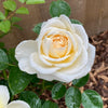 Cream Favourite Colour Rose Bush gift