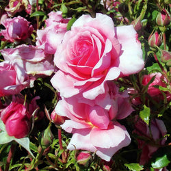 Happy Retirement Years Rose Bush - Rose Bush Gift - Tree2mydoor