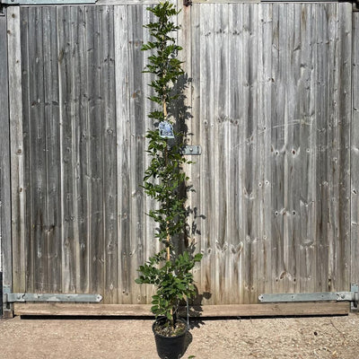 A nursery picture of our Blue Wisteria Tree
