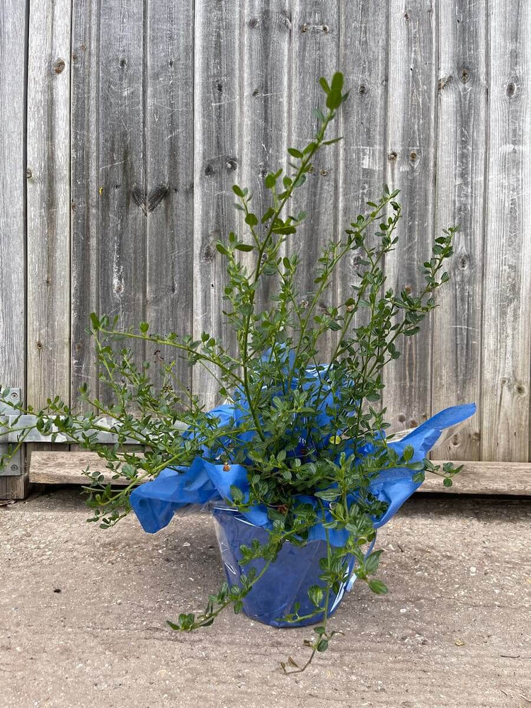 A gift wrapped Blue Wisteria Tree