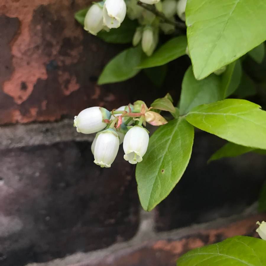 Send a Blueberry Plant as a Gift