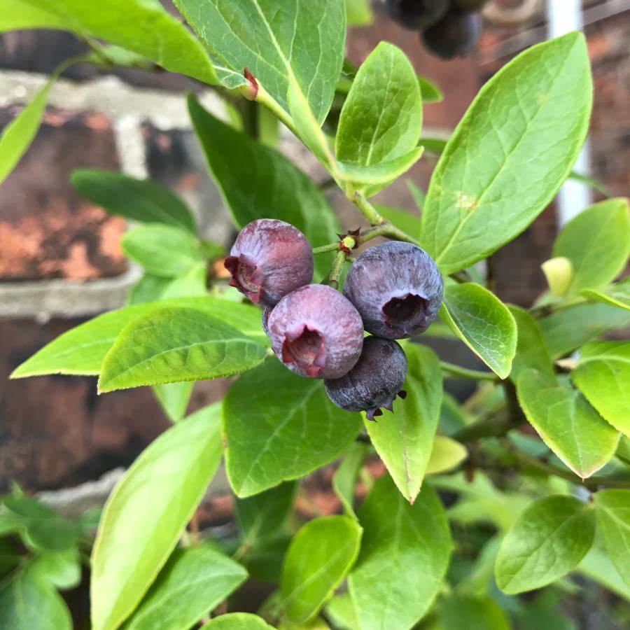 Blueberry Plant Gift