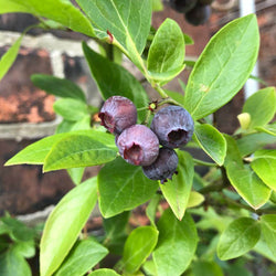 Blueberry Plant Gift - Fruit Tree Gift - Tree2mydoor