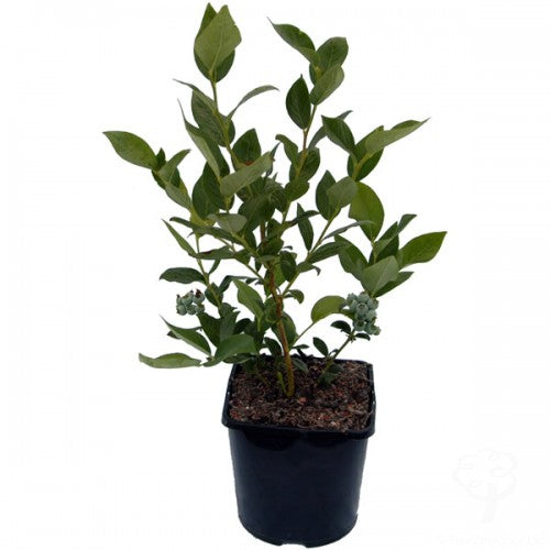 Blueberry Plant Gift | Gift-Wrapped High Quality Blueberry Plants