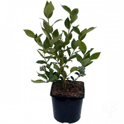 Blueberry Plant Gift - Fruit Tree Gift - Tree2mydoor