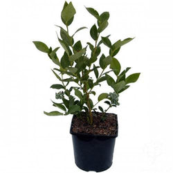 Blueberry Plant Gift - Fruit Tree Gift - Tree2mydoor