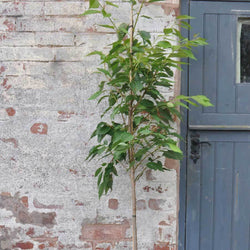 Blushing Bride Cherry Tree - Gardeners Club - Tree2mydoor