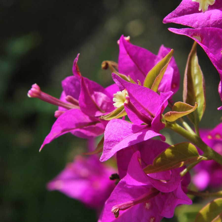 Bougainvillea Pyramid Gift - Indoor Plant Gift - Tree2mydoor