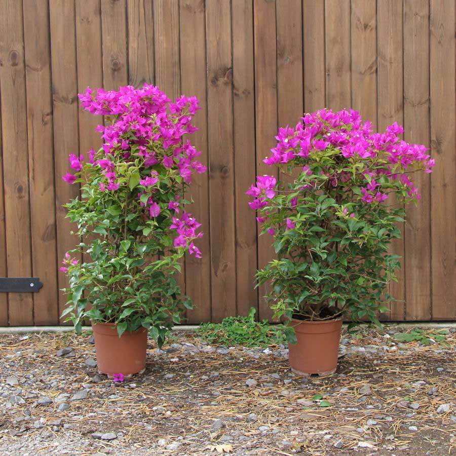 Bougainvillea Pyramid Gift - Indoor Plant Gift - Tree2mydoor