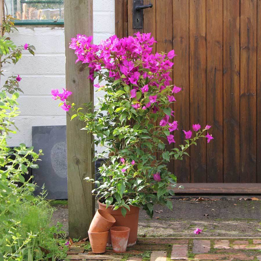 Bougainvillea Pyramid Gift - Indoor Plant Gift - Tree2mydoor