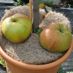 Bramley Apple Tree Gift - Fruit Tree Gift - Tree2mydoor