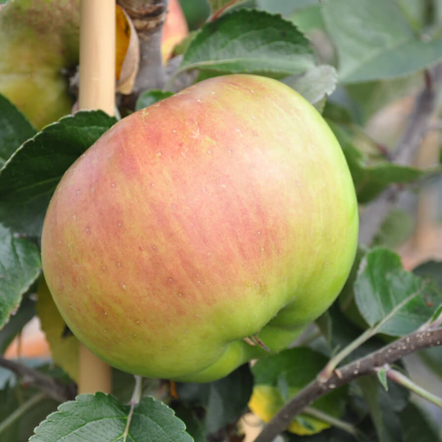 Close up of a ripe Bramley Apple