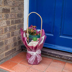 Breath of Life Climbing Rose Gift - Rose Bush Gift - Tree2mydoor