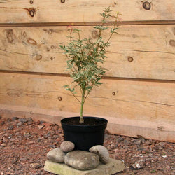 Butterfly Japanese Maple Tree Gift - Acer Tree Gift - Tree2mydoor