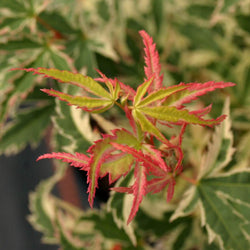 Butterfly Japanese Maple Tree Gift - Acer Tree Gift - Tree2mydoor