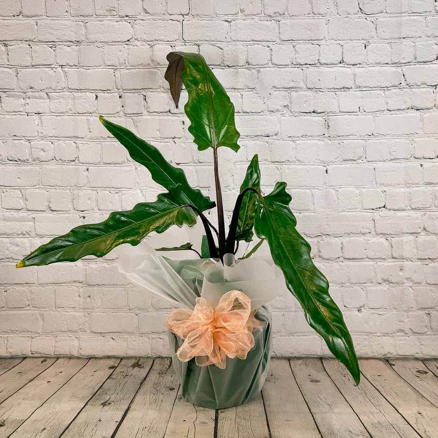 Elephant Ear Plant - Indoor Plant Gift - Tree2mydoor
