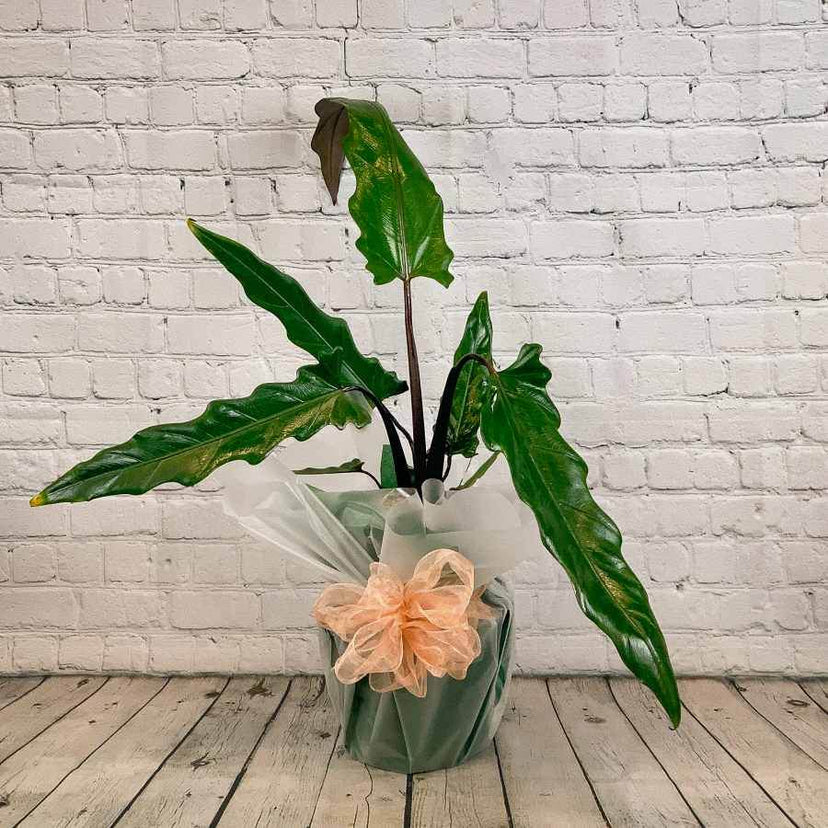 Buy Elephant Ear Plants Elephant Ear Plants for Sale UK