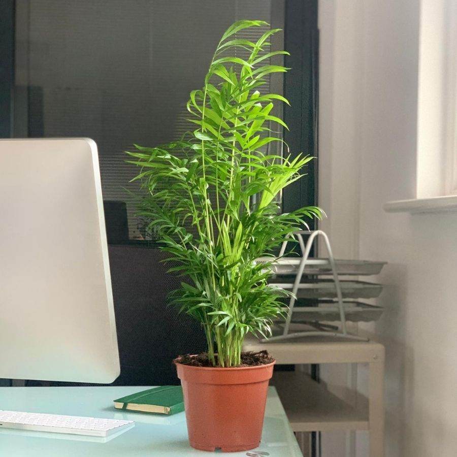 Buy a Parlour Palm Chamaedorea elegans Fast Delivery