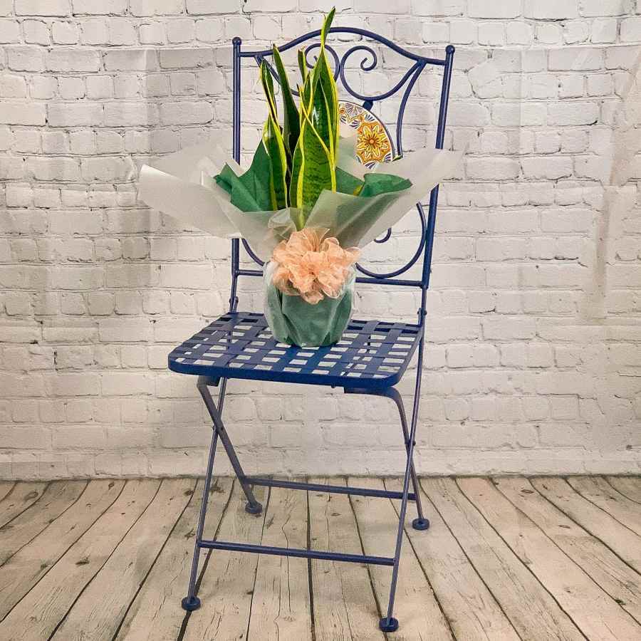 house plant gift delivery uk Snake Plant Gift