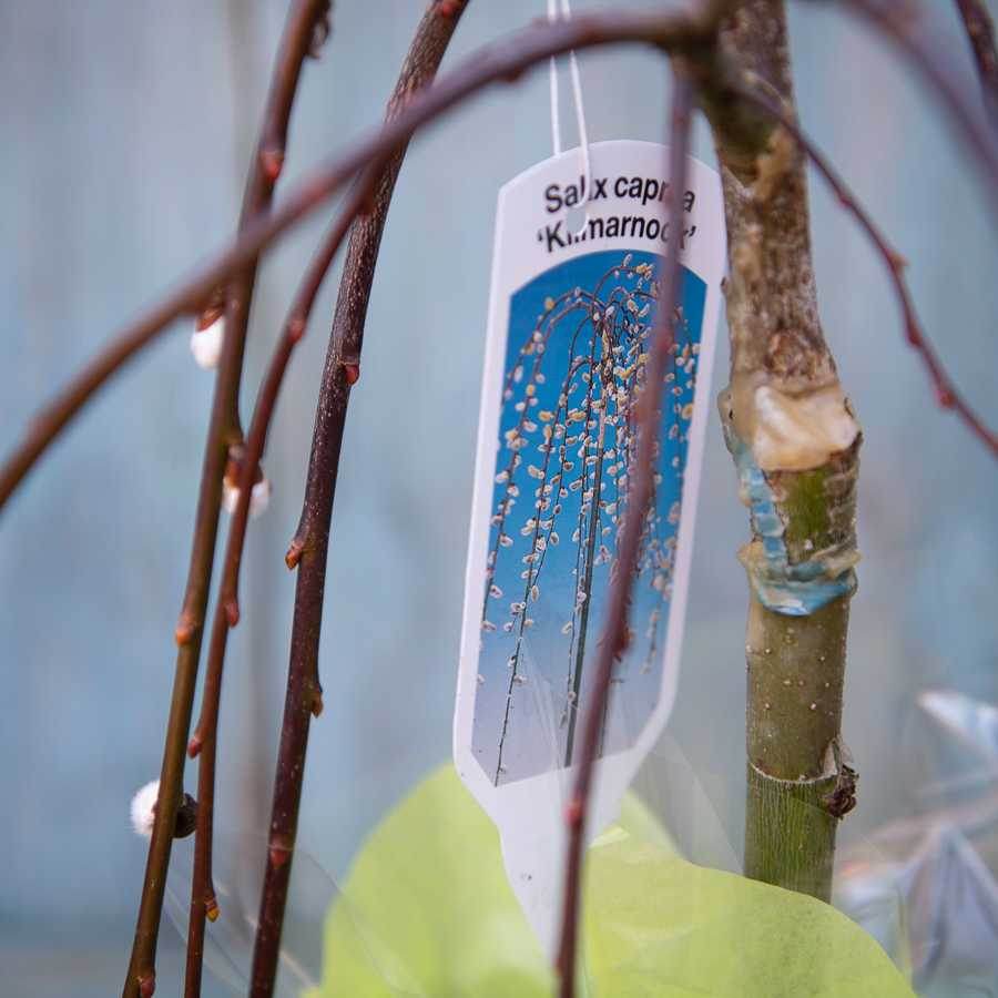 Small Weeping Willow Tree Gift - Native Tree Gift - Tree2mydoor