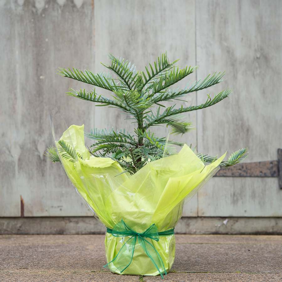 Wollemi Pine Tree Gift - Ornamental Tree - Tree2mydoor