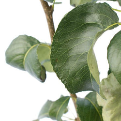 Concorde Pear Tree Gift - Fruit Tree Gift - Tree2mydoor