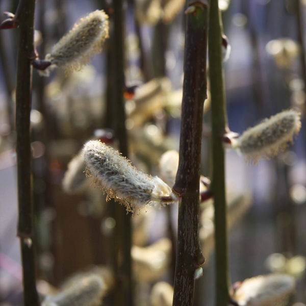 Kilmarnock Willow Tree Gift - Gardeners Club - Tree2mydoor