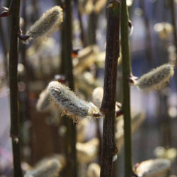 Kilmarnock Willow Tree Gift - Gardeners Club - Tree2mydoor