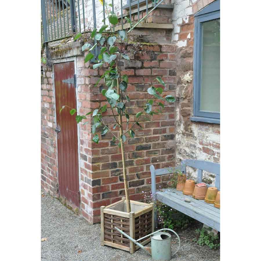 Snow Queen Birch Tree Gift - Gardeners Club - Tree2mydoor