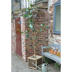 Snow Queen Birch Tree Gift - Gardeners Club - Tree2mydoor