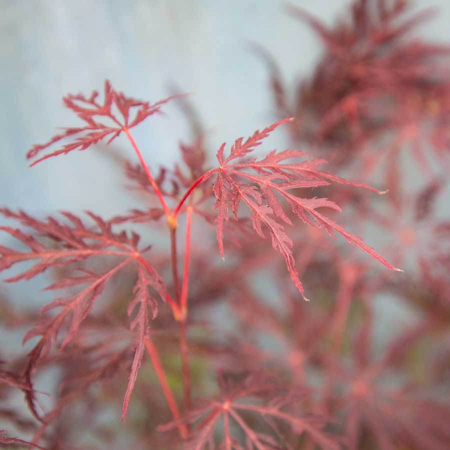 Firecracker Japanese Maple Tree Gift - Acer Tree Gift - Tree2mydoor