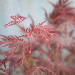 Firecracker Japanese Maple Tree Gift - Acer Tree Gift - Tree2mydoor